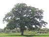 s_PICT0559_thumb.png